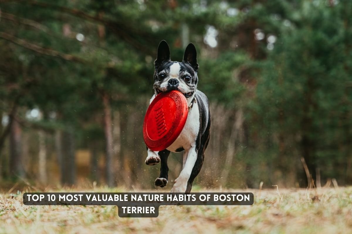 Boston Terrier
