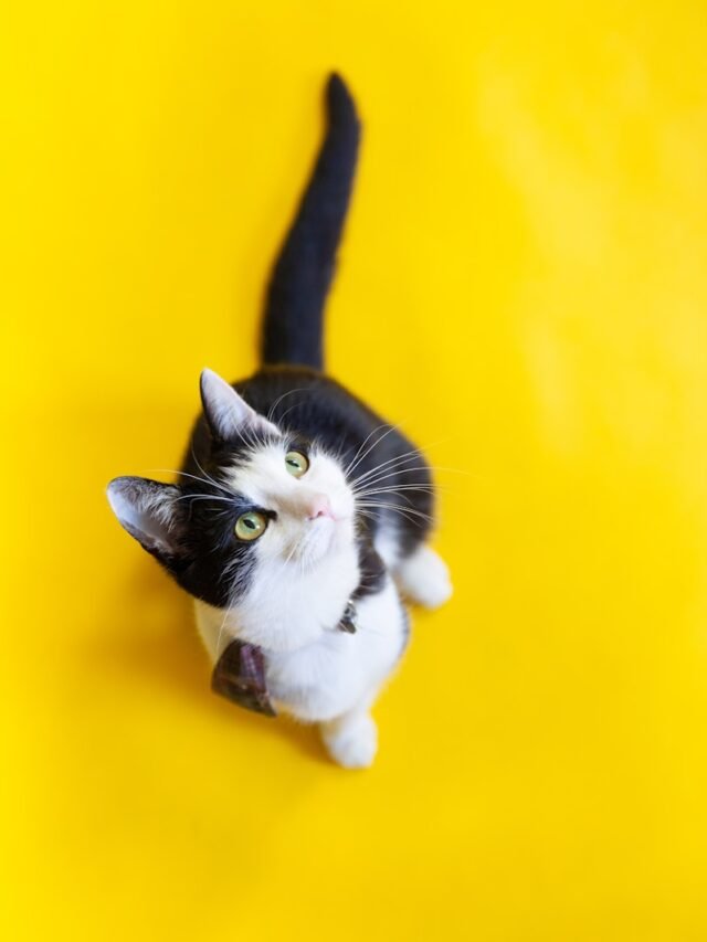 white and black cat on yellow surface