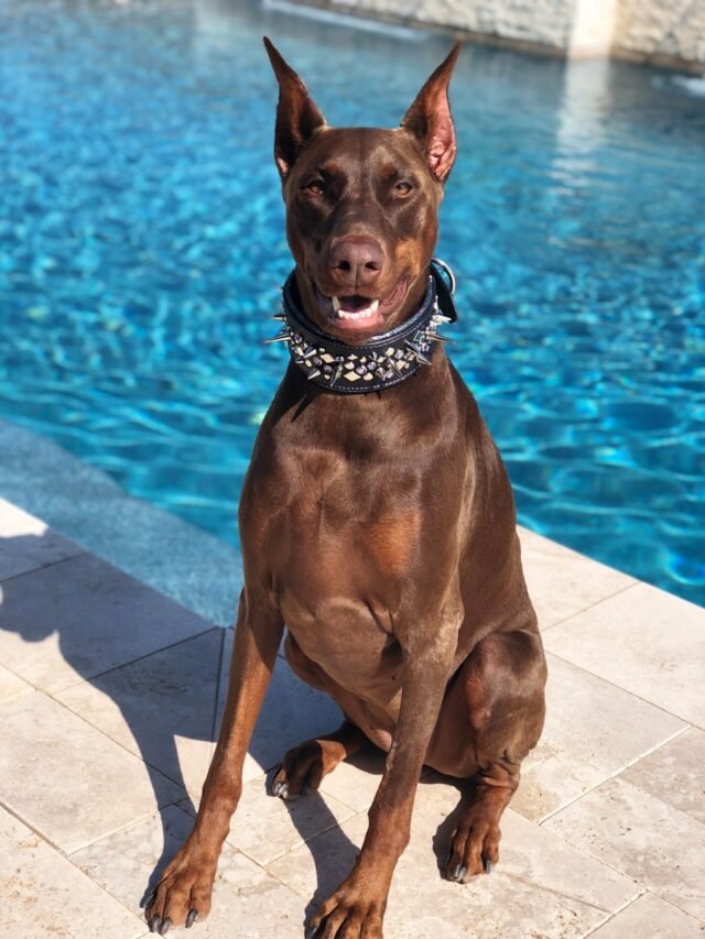 adult rust Doberman pinscher