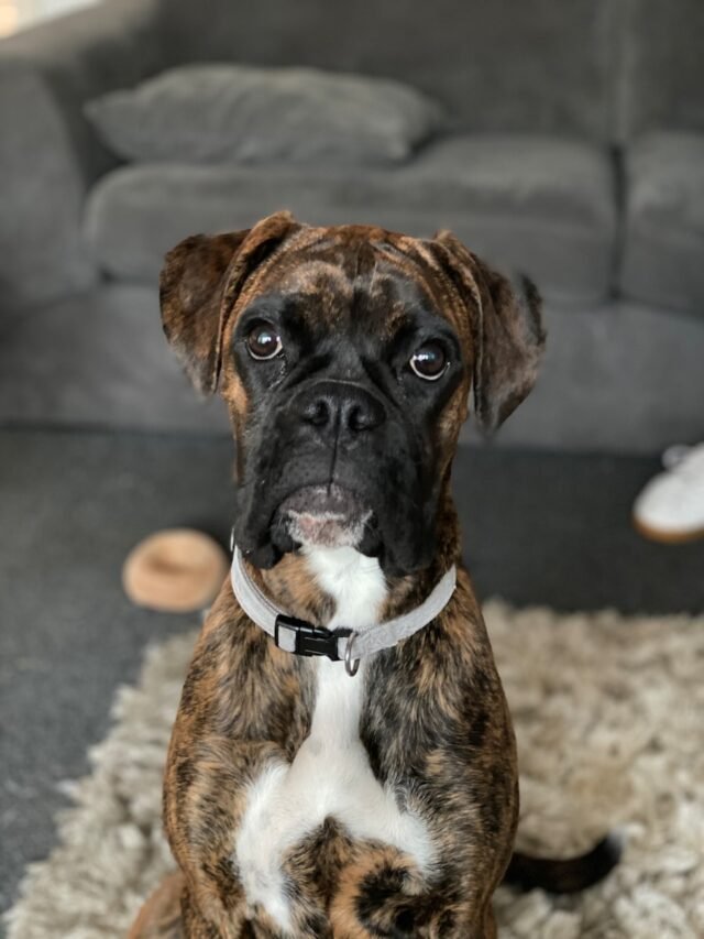 brown and black short coated dog