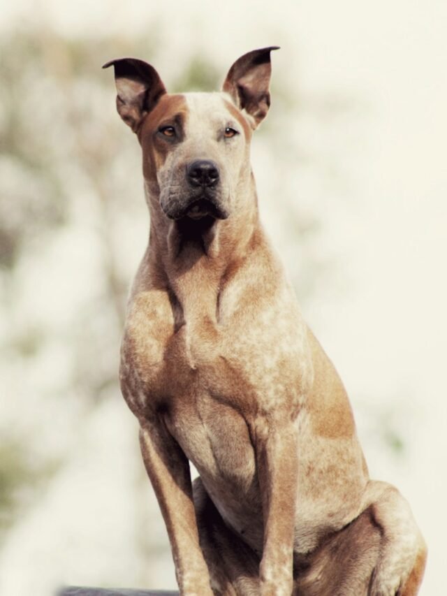 shallow focus photo of short-coated brown dog