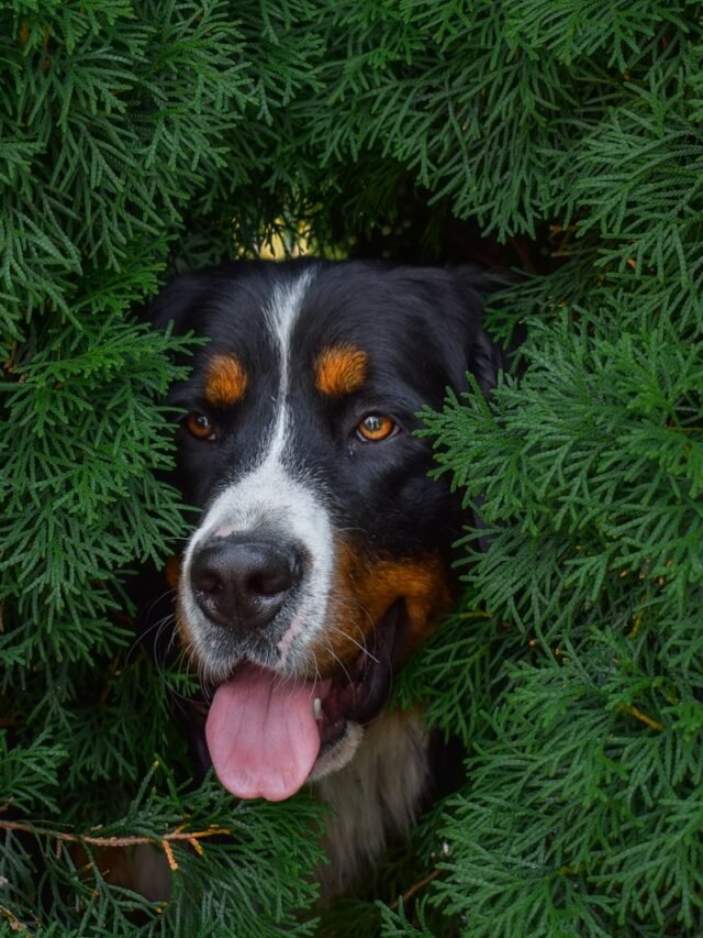 black white and brown short coated dog on green grass