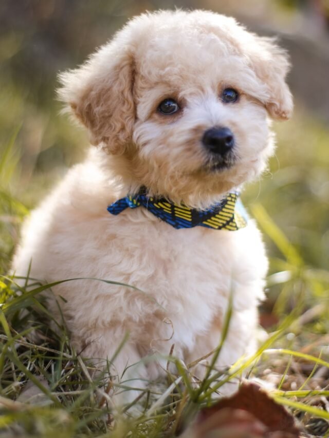 close-up photography of tan dog