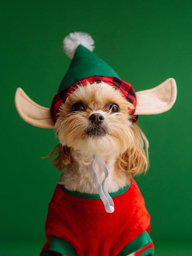 white and brown long coated small dog wearing santa hat