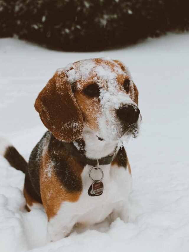 tricolor beagle on snow covered ground during daytime